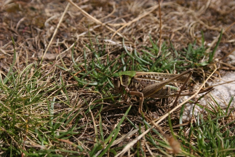 Ortottero delle Alpi Marittime: Decticus verrucivorus